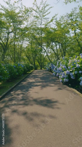 Beautiful street of many blue hydrangea flowers blooming on June, Mt.Shiude in Kagawa Prefecture in Japan, Nature or outdoor, 4K Slow motion, Vertical video for smartphone footage photo