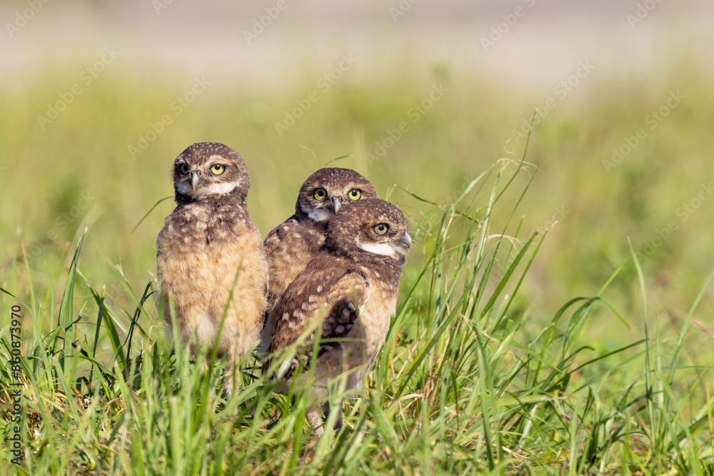 Naklejka premium Three juvenile / young burrowing owls (Athene cunicularia) sitting together in the grass of an empty lot in Cape Coral, Florida
