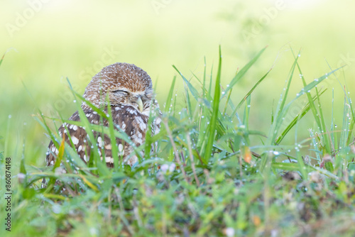 A burrowing owl (Athene cunicularia) looking cute in the dewy grass in Cape Coral, Florida