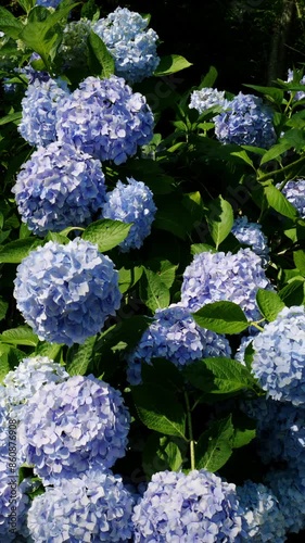 Beautiful street of many blue hydrangea flowers blooming on June, Mt.Shiude in Kagawa Prefecture in Japan, Nature or outdoor, 4K Slow motion, Vertical video for smartphone footage photo