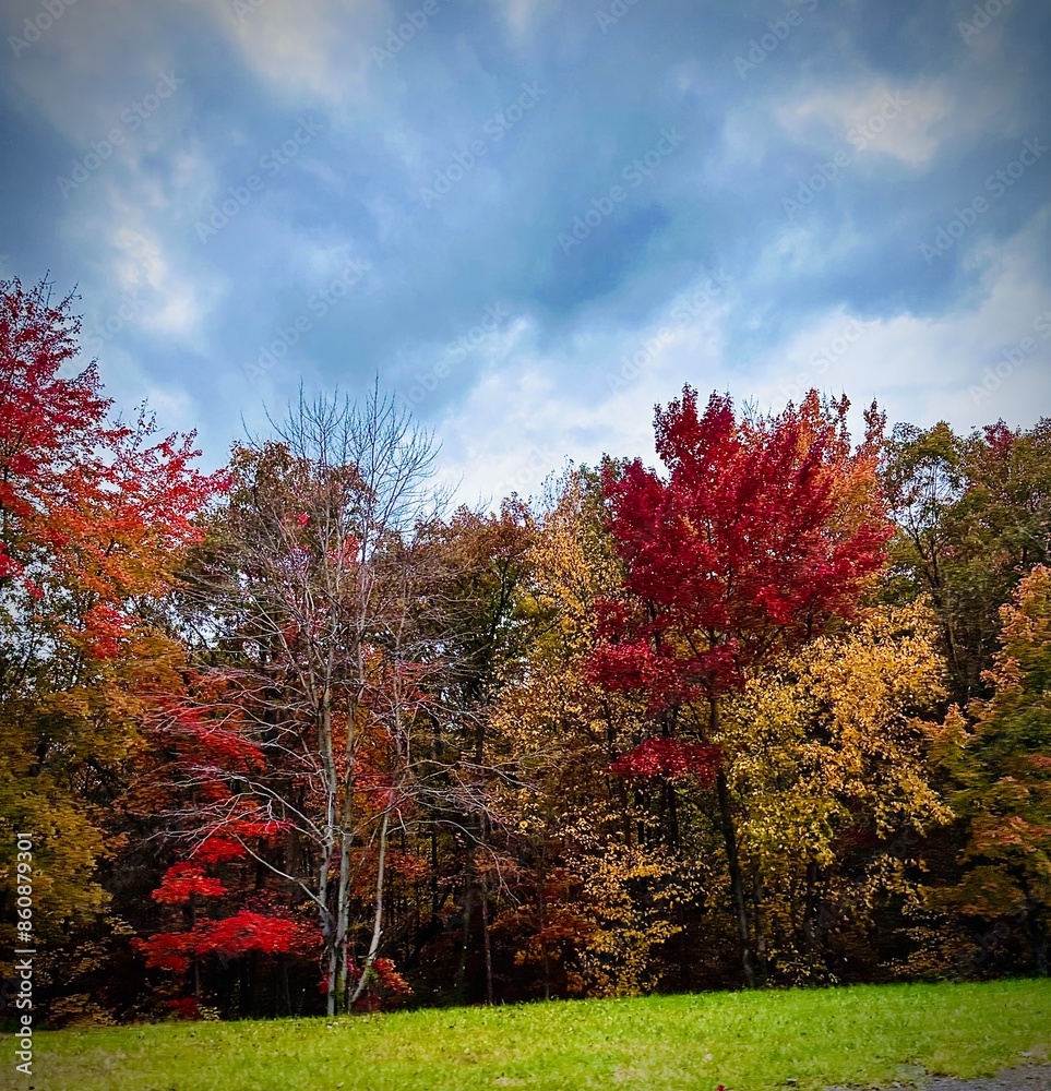 autumn in the park