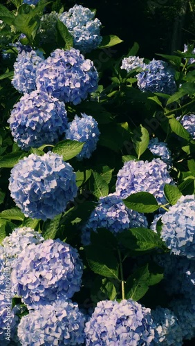 Beautiful street of many blue hydrangea flowers blooming on June, Mt.Shiude in Kagawa Prefecture in Japan, Nature or outdoor, 4K Slow motion, Vertical video for smartphone footage photo