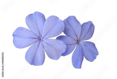 White plumbago or Cape leadwort flowers. Close up blue-purple small flowers isolated on transparent background. #860882592