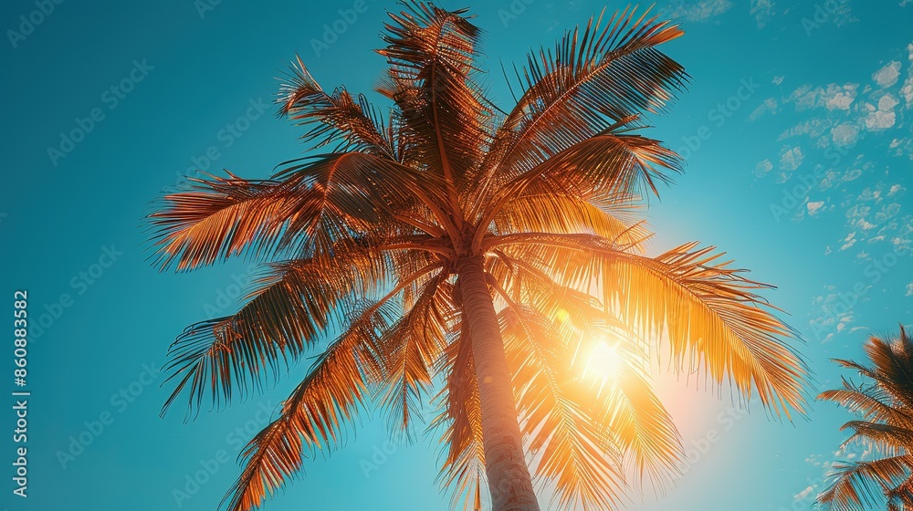 Sunlit Palm Tree Silhouette with White Frame Background