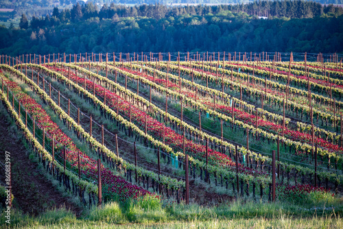 An Oregon vineyard in spring shows vivid red crimson clover between lines of tiny leaves glowing in afternoon sun along the wire trellis flowing over a hill.