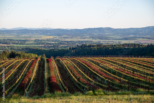 An Oregon vineyard in spring shows vivid red crimson clover between lines of tiny leaves glowing in afternoon sun along the wire trellis flowing over a hill.