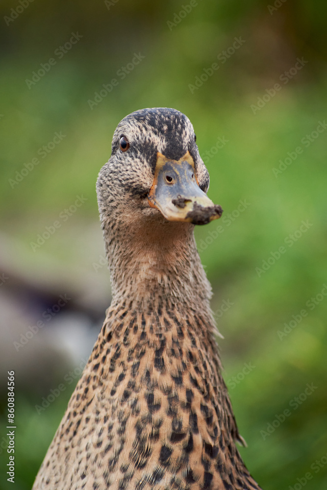 Female collared duck (Anas platyrhynchos) in Puerto Varas. Chile. Near the lake. Female collared duck (Anas platyrhynchos) in Puerto Varas. Chile. Near the lake.