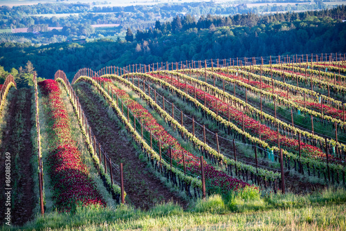 An Oregon vineyard in spring shows vivid red crimson clover between lines of tiny leaves glowing in afternoon sun along the wire trellis flowing over a hill.