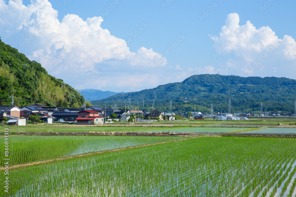 Naklejka premium 田植え後の田んぼのある風景 鳥取県 鳥取市