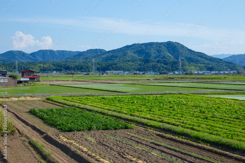田植え後の田んぼのある風景 鳥取県 鳥取市 田植え後の田んぼのある風景 鳥取県 鳥取市
