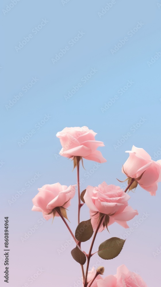 Fototapeta premium Rose blossom flower petal.