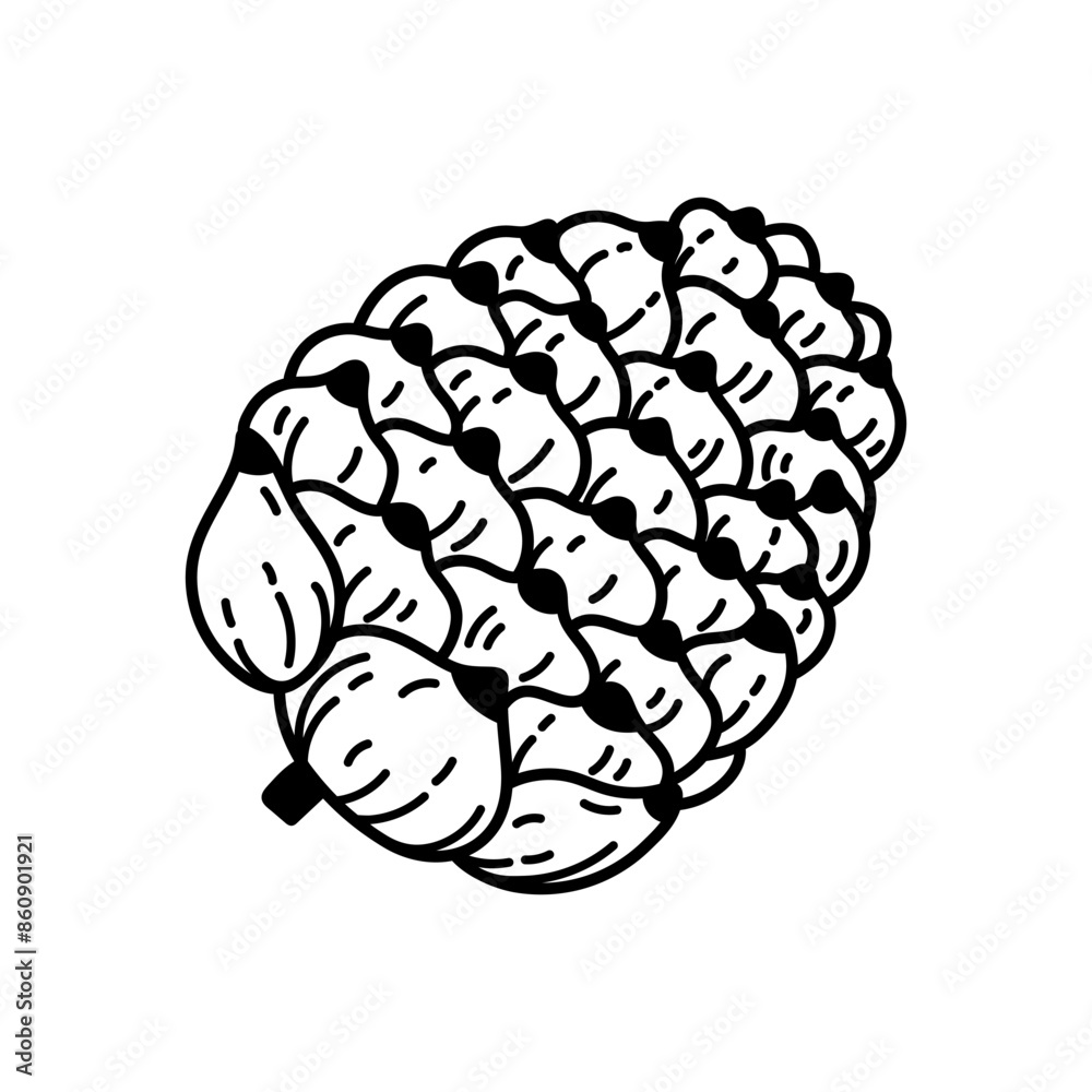 Cedar cone with nuts, vector icon. Seeds of coniferous trees - pine, spruce, fir. Black and white botanical clipart. Hand drawn wild evergreen plant doodle. Vintage sketch, festive Christmas decor Cedar cone with nuts, vector icon. Seeds of coniferous trees - pine, spruce, fir. Black and white botanical clipart. Hand drawn wild evergreen plant doodle. Vintage sketch, festive Christmas decor