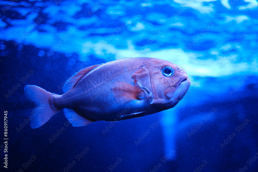 fish in aquarium fish in aquarium