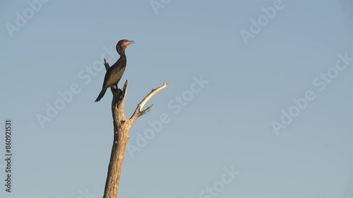 A Neotropic Cormorant or Olivaceous Cormorant (Nannopterum brasilianum) at Laguna Don Tomas in Santa Rosa City, La Pampa Province, Argentina.   photo