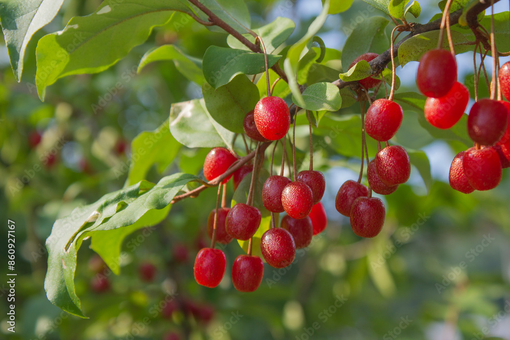 Ripe Autumn Olive Berries (Elaeagnus Umbellata) growing on a branch . oleaster Ripe Autumn Olive Berries (Elaeagnus Umbellata) growing on a branch . oleaster