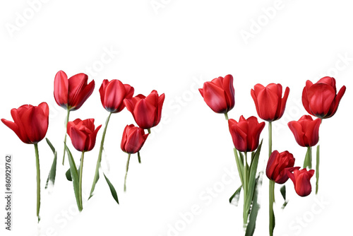 red tulips isolated on transparent background