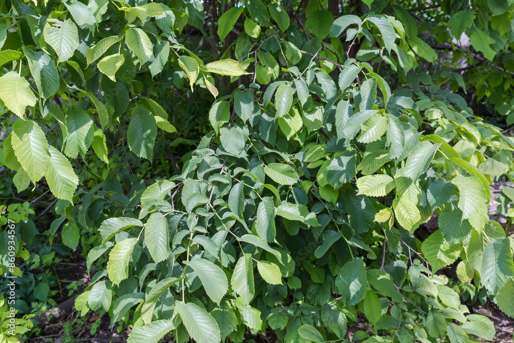 Branches of field elm on blurred background in sunny day Branches of field elm on blurred background in sunny day