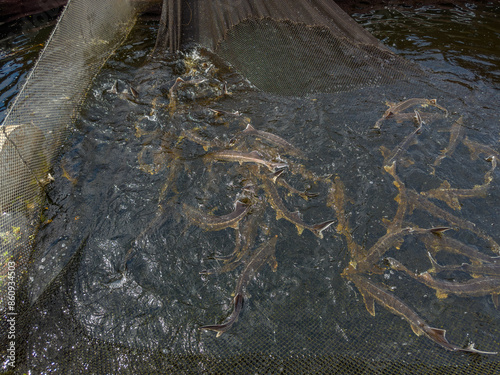 Splashing sturgeons in water of cage on a sturgeon farm photo