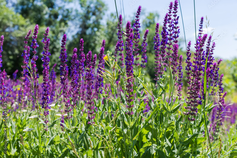 Obraz premium Stems of blooming wild salvia in sunny day close-up
