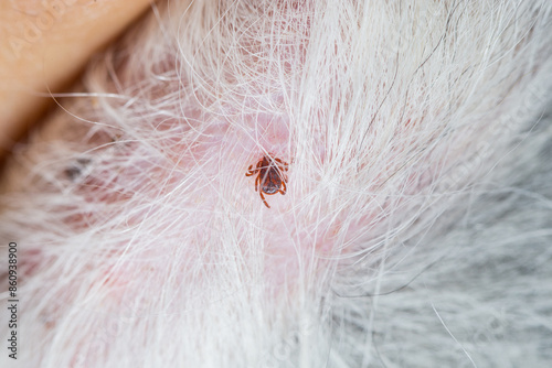 Ticks and fleas on dogs cause itching and irritation, resulting in the dog