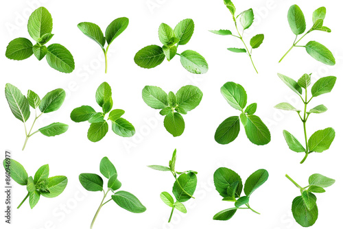 set of small green leaves isolated on transparent background