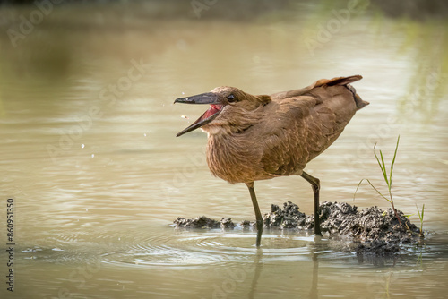 A Hamerkop bird, named after its hammer shaped head, throws a tiny fish into the air with its large beak before swallowing it as it hunts in a muddy waterhole in a game reserve in South Africa. photo