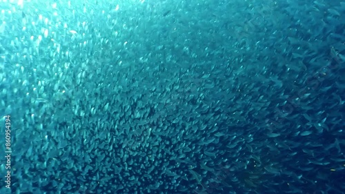 沖縄のダイビングで見たイワシの群れ photo