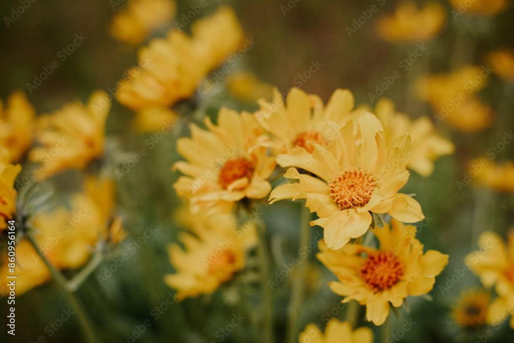 Obraz premium close up of arrowleaf balsamroot flowers