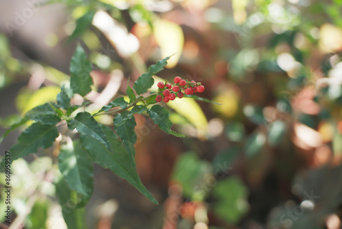 Close-Up of Rougeplant (Rivina humilis), Known as 'Getih-getihan' in Indonesian photo