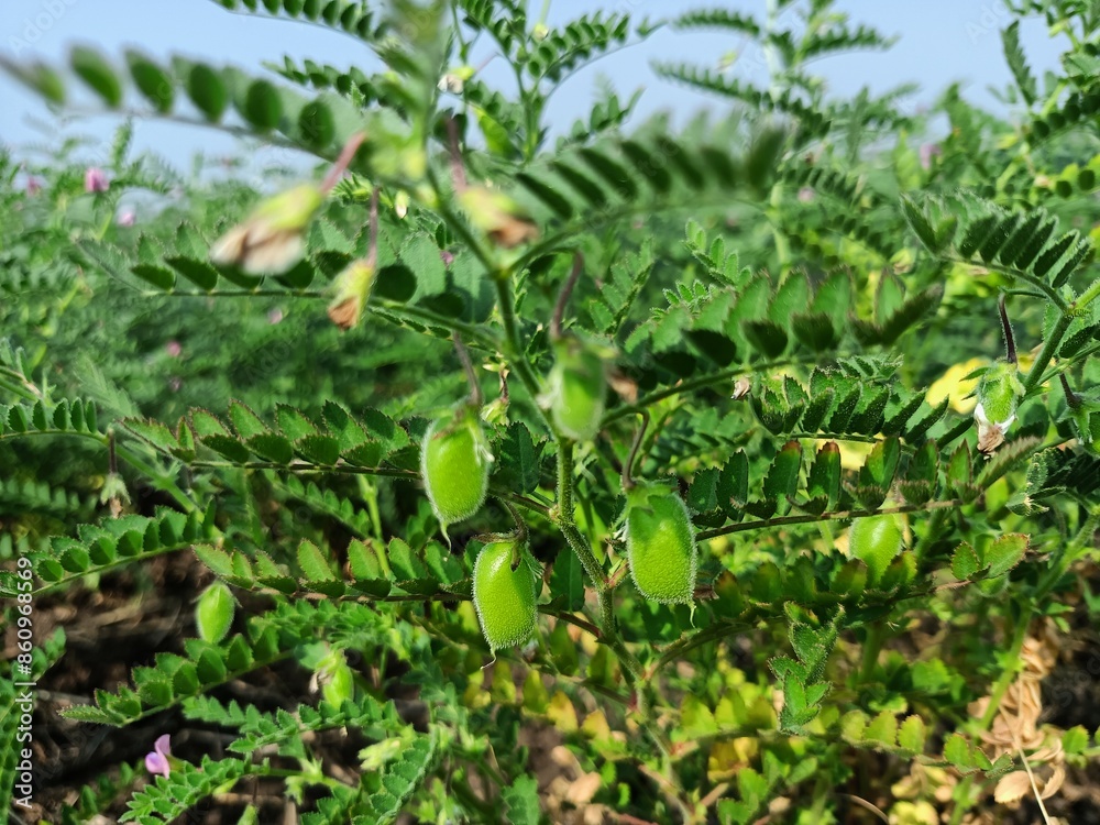 Chickpea plant in farm, Green Chickpeas field , Chick peas also known ...