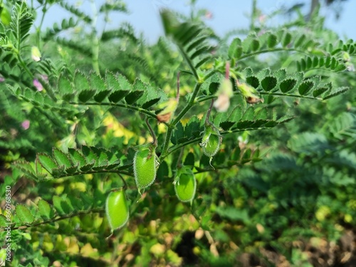 Chickpea plant in farm, Green Chickpeas field , Chick peas also known as harbara or harbhara, Green pod chickpea, gram or Bengal gram, chhana, chana, or channa crop of chickpea green plants pod seeds photo