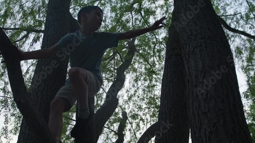 Young boy climbing tree at sunset - wide shot as he makes his way up tree