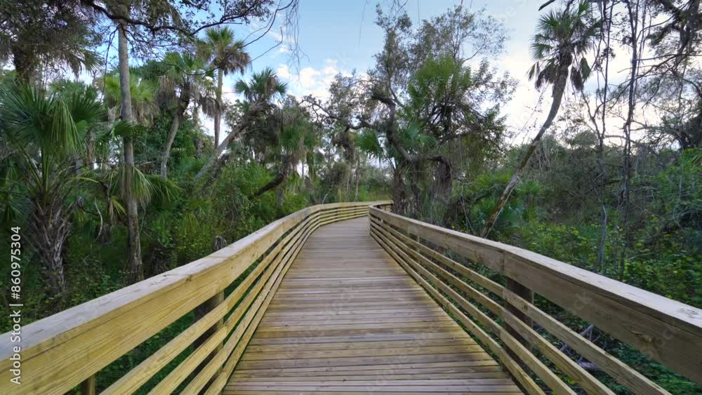 Wooden boardwalk trail footpath in tropical jungles with green palm trees and wild vegetation in southern Florida. Exploring of dense rainforest ecosystem Wooden boardwalk trail footpath in tropical jungles with green palm trees and wild vegetation in southern Florida. Exploring of dense rainforest ecosystem