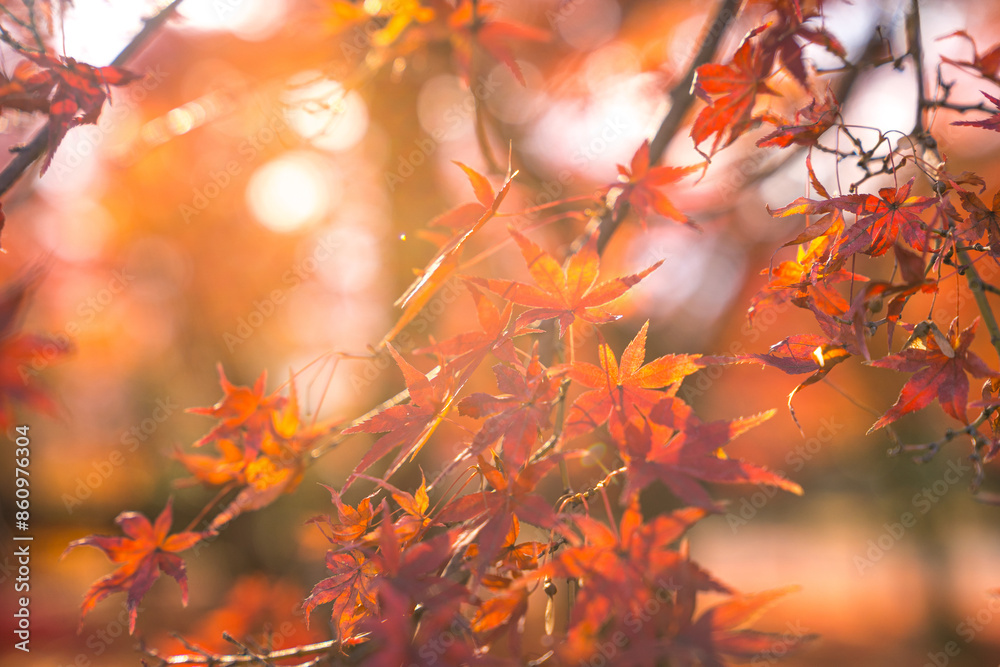 Beautiful autumn landscape.Falling maple leaf seasons.Maple leaves turn yellow, orange, red in autumn at Kyoto,Japan. Beautiful autumn landscape.Falling maple leaf seasons.Maple leaves turn yellow, orange, red in autumn at Kyoto,Japan.
