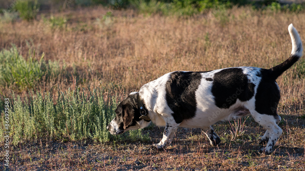 Hound sniffing ground in a sunlit field. Hound sniffing ground in a sunlit field.