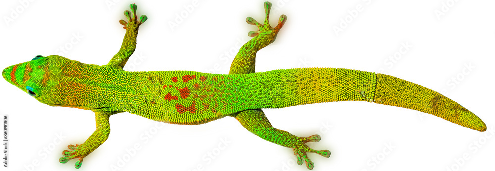Fototapeta premium Margouillat vert, fond blanc 