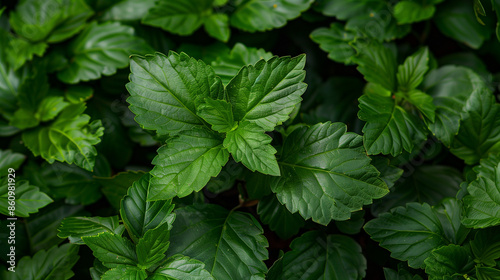 close up of fresh green leaves