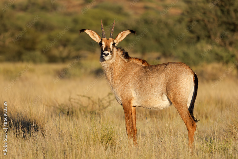 A rare roan antelope (Hippotragus equinus) in natural habitat, Mokala National Park, South Africa. A rare roan antelope (Hippotragus equinus) in natural habitat, Mokala National Park, South Africa.