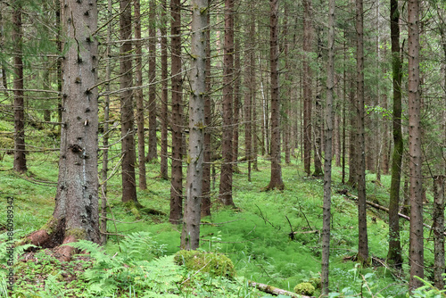 In the forest.