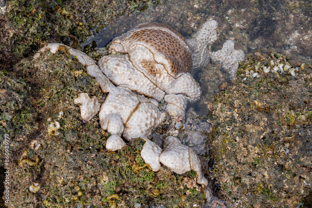 Obraz premium Palythoa tuberculosa is a species of cnidarian in the family Sphenopidae. Commonly forms extensive mats in areas exposed to surge. Polyps usually closed when the ocean is rough. Poipu Beach Park