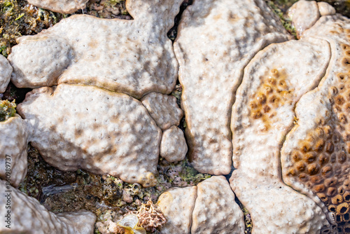 Palythoa tuberculosa is a species of cnidarian in the family Sphenopidae. Commonly forms extensive mats in areas exposed to surge.  Polyps usually closed when the ocean is rough.  Poipu Beach Park photo