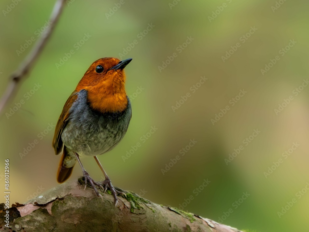 Fototapeta premium 森の中で静かに枝に留まっているコマドリの雄