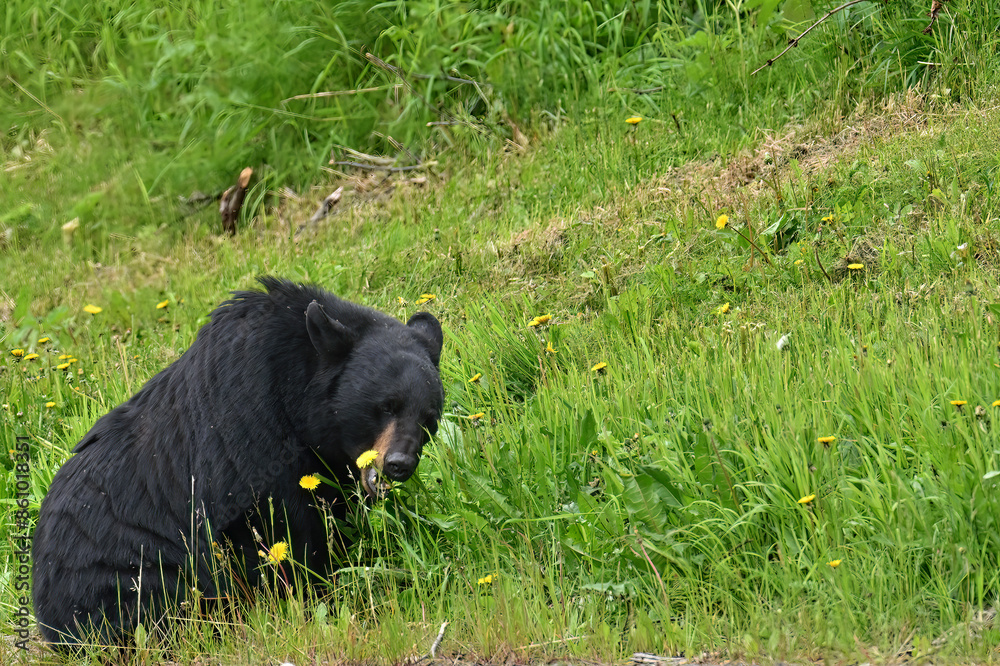 A very large black bear (Ursus Americanus) munches on dandelion blossoms in a grassy field near Anchorage, Alaska. A very large black bear (Ursus Americanus) munches on dandelion blossoms in a grassy field near Anchorage, Alaska.