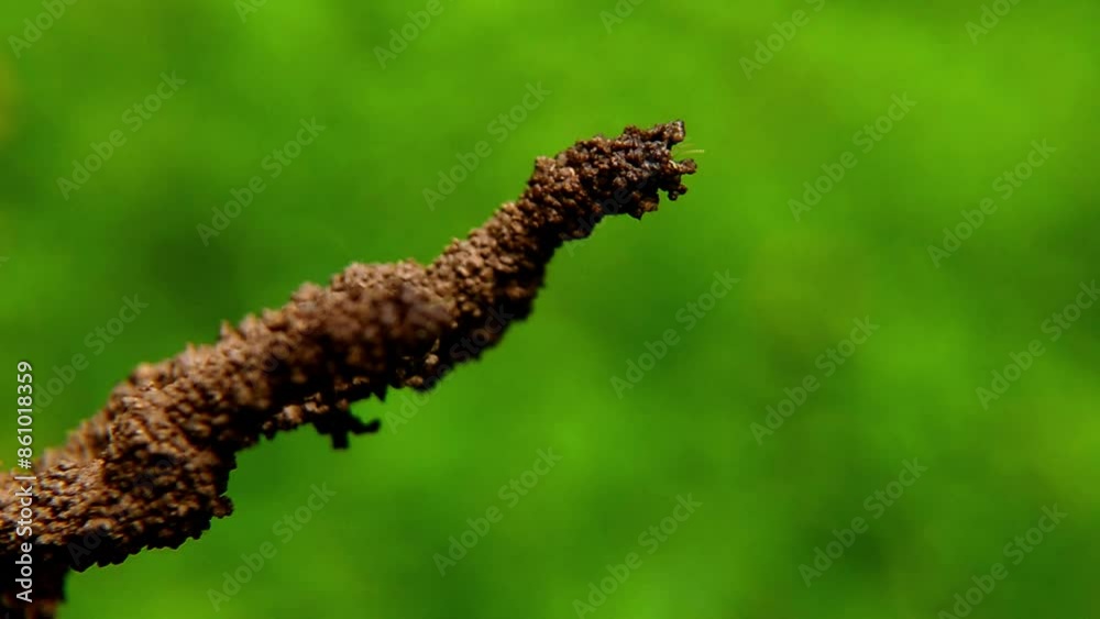 Termite insects or Isoptera build nests from clay on a natural background of green leaves Termite insects or Isoptera build nests from clay on a natural background of green leaves