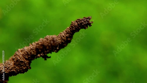 Termite insects or Isoptera build nests from clay on a natural background of green leaves photo