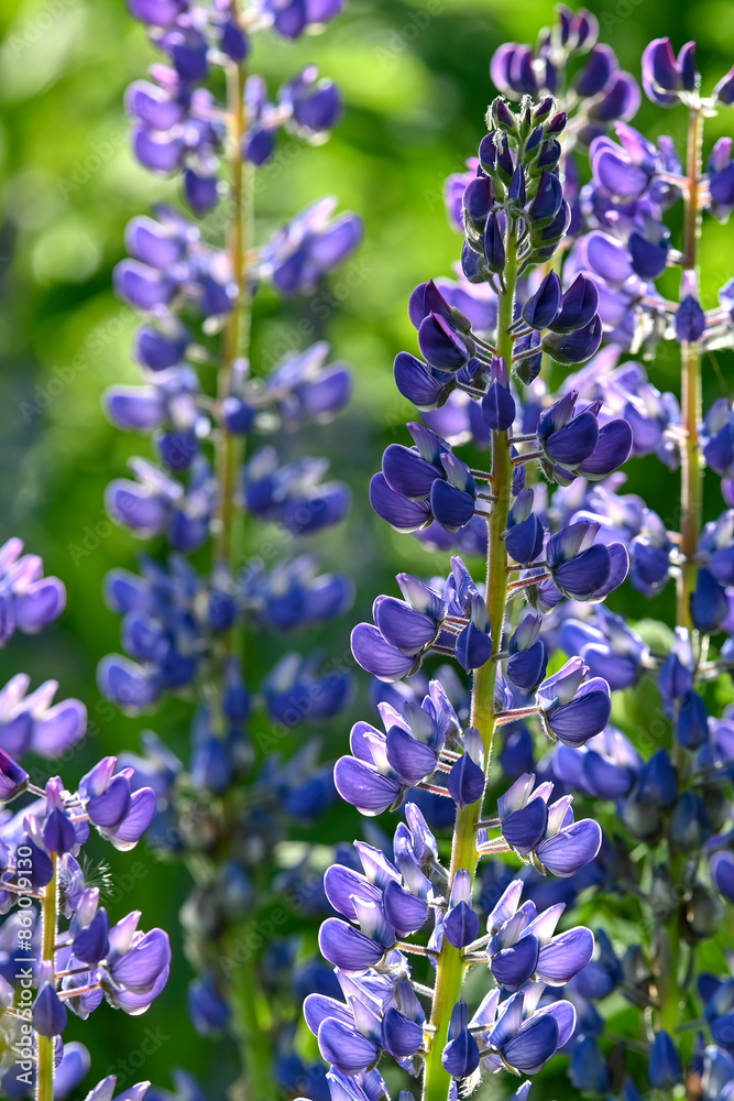 Obraz premium Arctic Lupine (Lupinus arcticus) blooming on an Alaska hillside.