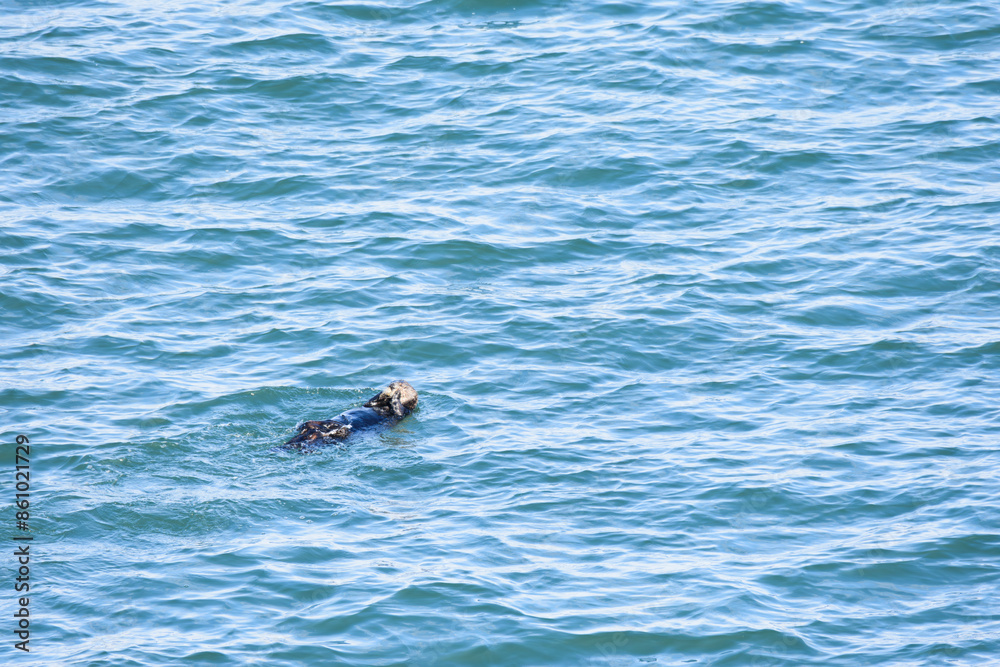 Fototapeta premium 北海道の海を泳ぐ野生のラッコ