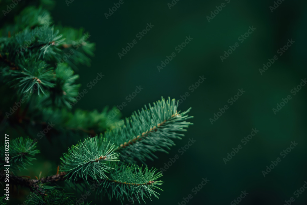 Fir tree branch extending into empty copy space on right Fir tree branch extending into empty copy space on right