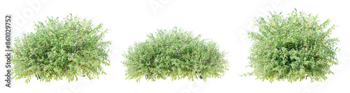 Cornus alba elegantissima isolate transparent background.3d rendering