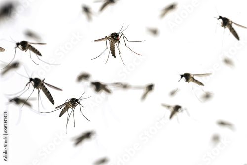 Close up flying mosquitoes isolated on white background